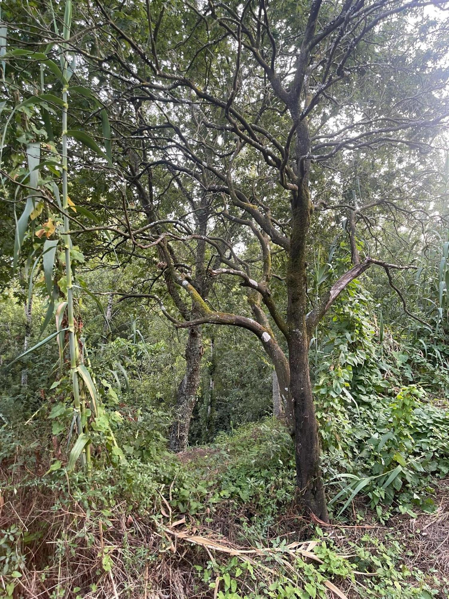 Nascente, Place In Nature Next To A Waterfall Loureiro  Ngoại thất bức ảnh